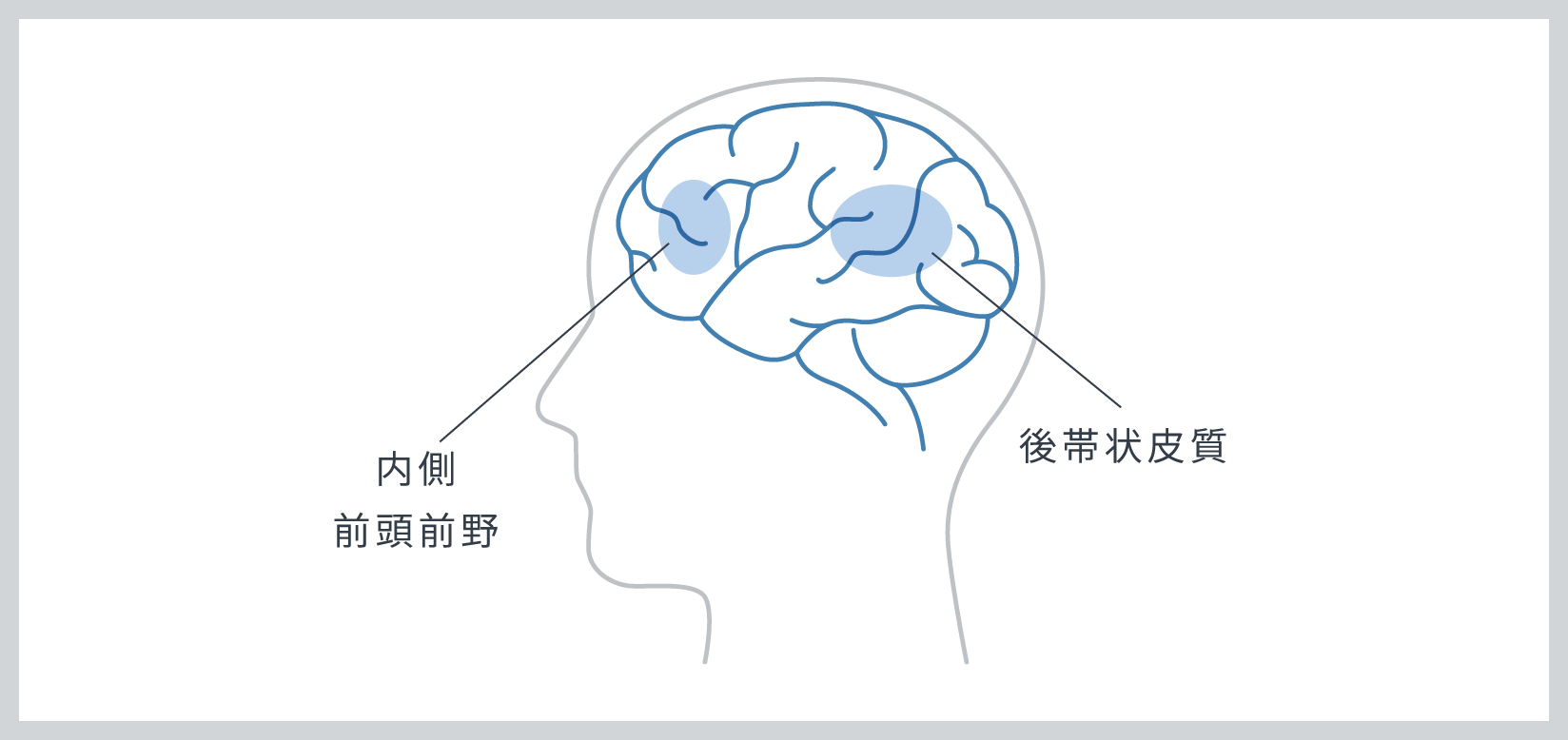 内側前頭前野 後帯状皮質